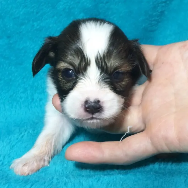 SA 様のお迎えした子犬