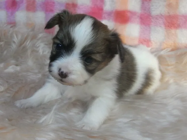 ID：1401-00947の子犬