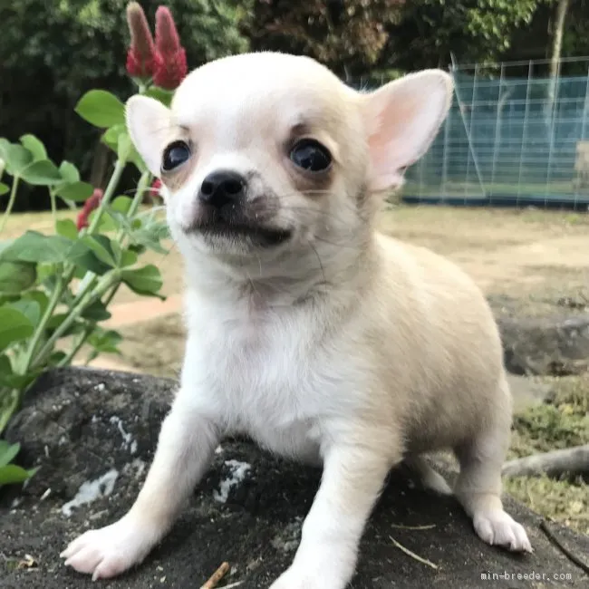 ID：2103-02545の子犬