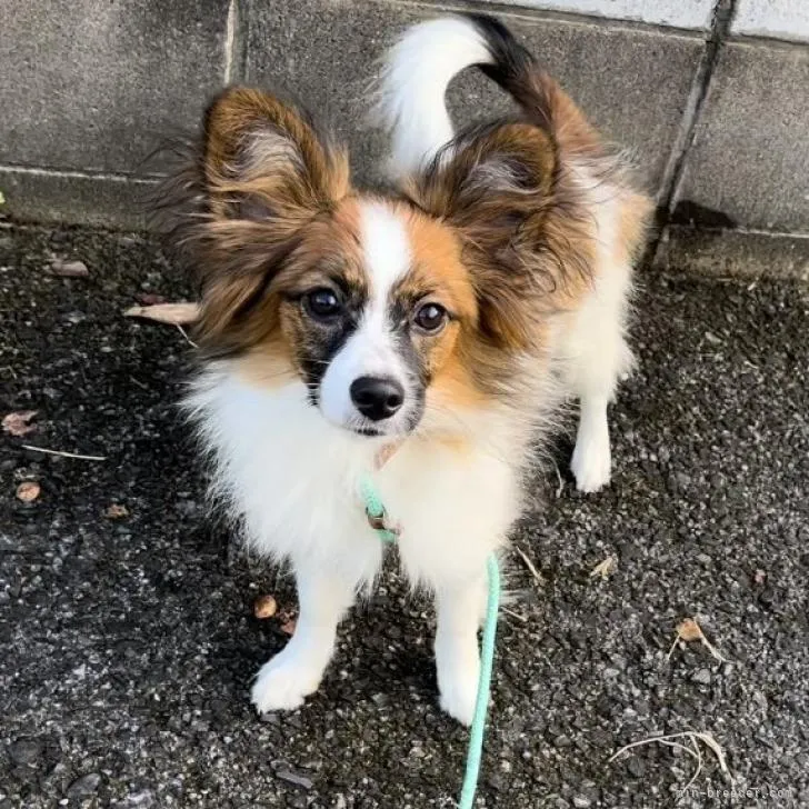 ID:2205-01452の子犬