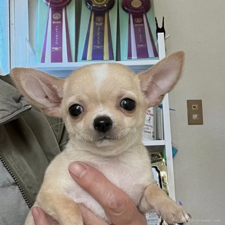 ID：2401-02592の子犬