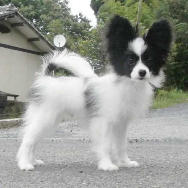 ID：1404-00867の子犬