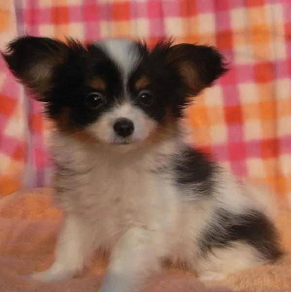ひな 様のお迎えした子犬