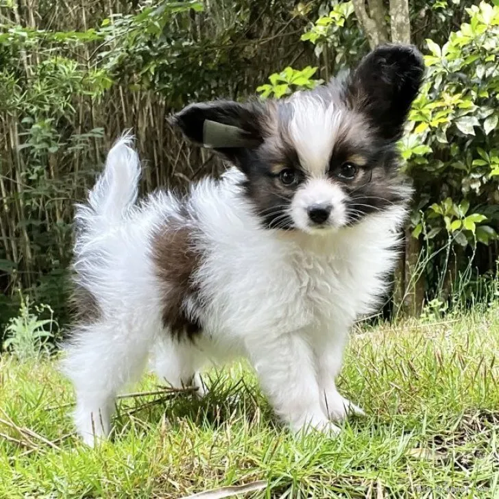 ID：2306-01302の子犬