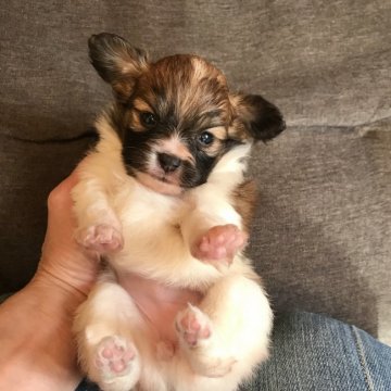 パピヨン【千葉県・女の子・2019年10月27日・ホワイト&ブラウン】の写真「キリッとした表情の女の子⭐︎パパはチャンピオン」