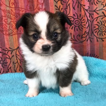 パピヨン【千葉県・女の子・2016年9月13日・ホワイト&ブラウン】の写真「スタイル抜群の可愛い子ちゃん！」