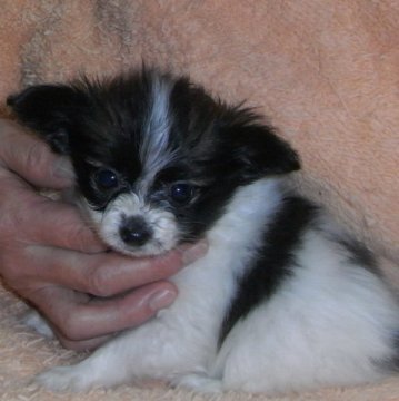 パピヨン【千葉県・女の子・2015年9月11日・ホワイト&セーブル】の写真「美少女三姉妹の三女ちゃんです(パパはチャンピオン)」