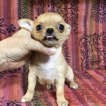 チワワ(スムース)【千葉県・男の子・2020年7月20日・フォーン】の写真「容姿性格◎なチャンピオンの息子です❣️」