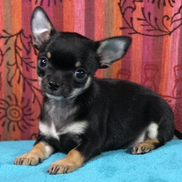 チワワ(スムース)【千葉県・女の子・2016年11月4日・ブラック、タン&ホワイト】の写真「元気な可愛い子☆ワクチン済み」