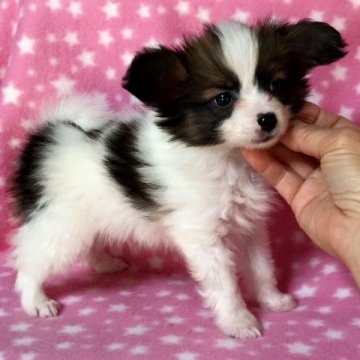 パピヨン【千葉県・男の子・2015年10月3日・ホワイト&セーブル】の写真「自慢のハンサム君！パパはチャンピオン♪」