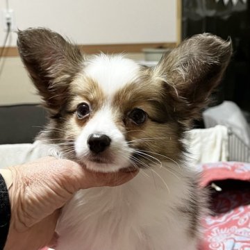 パピヨン【千葉県・男の子・2022年12月29日・ホワイト&レッド】の写真「キュートな丸顔くん❤️パパは名血チャンピオン」