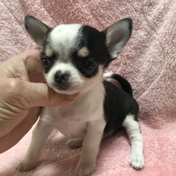 チワワ(スムース)【千葉県・女の子・2020年4月16日・ブラック、タン&ホワイト】の写真「キュートな美人さん☆パパはチャンピオン」