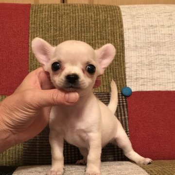 チワワ(スムース)【千葉県・男の子・2019年7月13日・クリーム&ホワイト】の写真「元気なシロクマくん☆パパはチャンピオン」