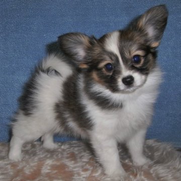 パピヨン【千葉県・女の子・2014年3月23日・白茶:ホワイト&セーブル】の写真「おっとりおおらかな女の子★パパはチャンピオン！」