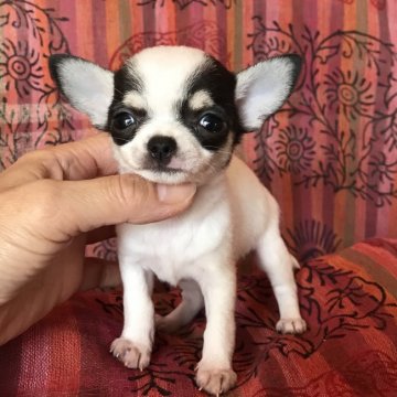チワワ(スムース)【千葉県・女の子・2017年8月16日・ホワイト&ブラック、クリーム】の写真「牛柄のチワワ美人ちゃん」