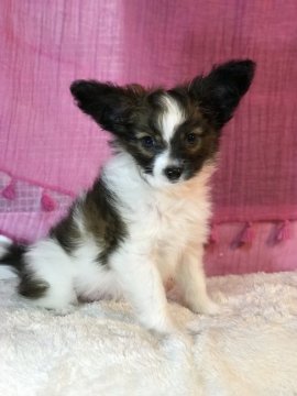 パピヨン【千葉県・男の子・2019年7月20日・ホワイト&レッド、セーブル】の写真「可愛い男の子☆ママはチャンピオン」