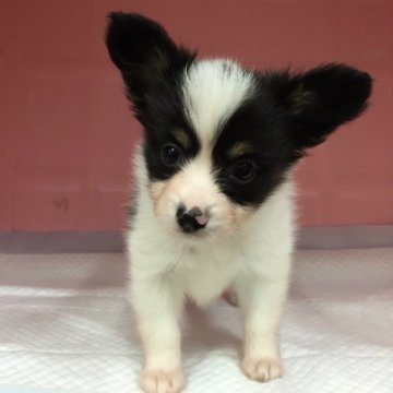 パピヨン【千葉県・男の子・2015年5月8日・トライカラー】の写真「りりしいイケメン：パパはチャンピオン！」