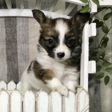 パピヨン【千葉県・女の子・2020年9月5日・ホワイト&ブラウン】の写真「目力のある美人さん❤️」