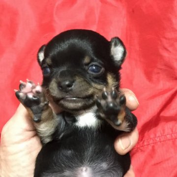チワワ(スムース)【千葉県・男の子・2020年1月13日・ブラック&タン】の写真「イケメンブラタンくん☆パパはチャンピオン」