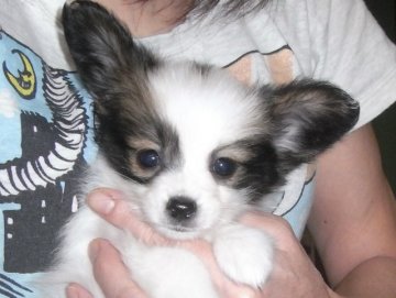 パピヨン【千葉県・女の子・2014年3月29日・白茶:ホワイト&ブラウン】の写真「小ぶりで色白美少女ちゃん★パパはチャンピオン！」