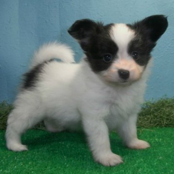 パピヨン【千葉県・男の子・2014年8月20日・トライカラー】の写真「小ぶりなハンサムくん、パパはチャンピオン！」