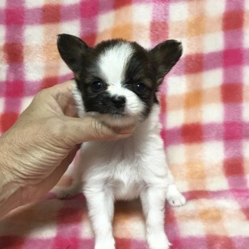 パピヨン【千葉県・女の子・2018年8月14日・ホワイト&ブラウン】の写真「可憐な天使ちゃん」
