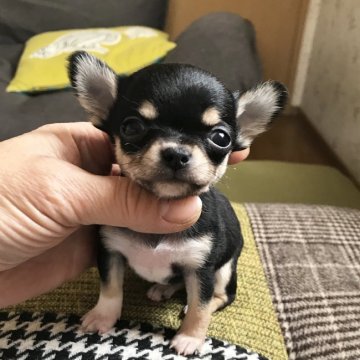 チワワ(スムース)【千葉県・女の子・2019年3月29日・ブラック、クリーム&ホワイト】の写真「ブラッククリームの女の子☆パパはチャンピオン！」