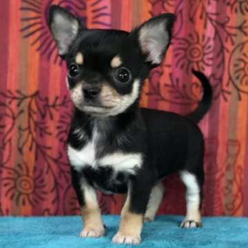 チワワ(スムース)【千葉県・男の子・2016年10月29日・ブラック、タン&ホワイト】の写真「最高犬質スムチー♪パパはニューチャンピオン」