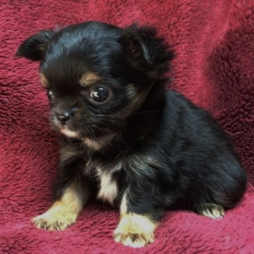 チワワ(ロング)【千葉県・男の子・2015年9月14日・ブラック&タン&ホワイト】の写真「小ぶりな良質チワワ君です」