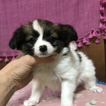 パピヨン【千葉県・男の子・2020年2月26日・ホワイト&ブラウン】の写真「甘いお顔の元気な子」