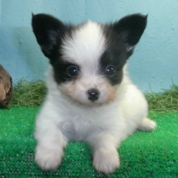 パピヨン【千葉県・男の子・2014年8月20日・トライカラー】の写真「キュートなボク、パパはチャンピオン！」