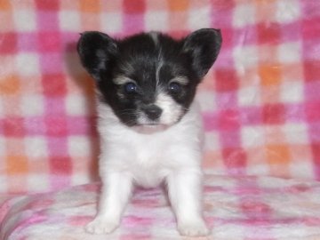 パピヨン【千葉県・女の子・2014年1月23日・ホワイト&セーブル】の写真「小ぶりな女の子です」