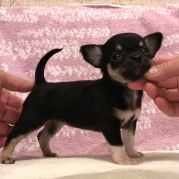 チワワ(スムース)【千葉県・女の子・2019年10月29日・ブラック、タン&ホワイト】の写真「小ぶりな女の子☆年内お渡し可能です」