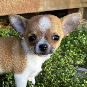 チワワ(スムース)【千葉県・男の子・2023年12月27日・レッド、ホワイト】の写真「小ぶりでスタイル良い子です❤️ショータイプ」