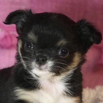 チワワ(ロング)【千葉県・女の子・2019年8月18日・ブラック、タン&ホワイト】の写真「まん丸キュート姫☆ドワーフタイプのモコモコちゃん」