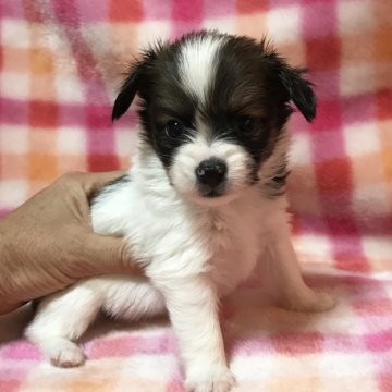 パピヨン【千葉県・男の子・2017年6月30日・ホワイト&ブラウン】の写真「男らしいお顔！両親チャンピオン」