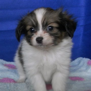 パピヨン【千葉県・男の子・2014年10月16日・ホワイト&セーブル】の写真「最高血統、両親チャンピオン！」