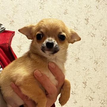 チワワ(スムース)【千葉県・女の子・2022年8月18日・レッド、セーブル】の写真「小ぶりです❤️パパはINTチャンピオン」
