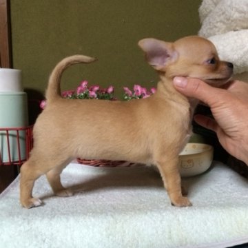 チワワ(スムース)【千葉県・女の子・2016年4月10日・フォーン&ホワイト】の写真「必見！上質スムチーちゃん♪」