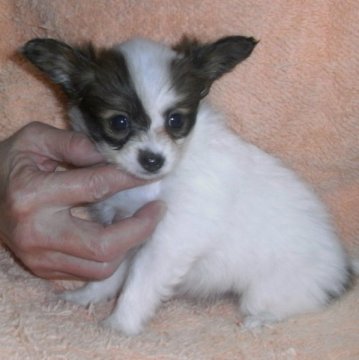 パピヨン【千葉県・女の子・2015年9月11日・ホワイト&ブラウン】の写真「美少女三姉妹の次女ちゃんです。(パパはチャンピオン」