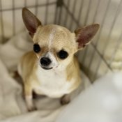 チワワ(スムース)【・女の子・2021年6月21日・フォーン&ホワイト】