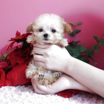 トイプードル(ティーカップ)【鹿児島県・男の子・2025年9月26日・クリーム】の写真「童顔のマイクロ予想の男の子　生後73日で38１ℊ」
