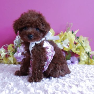 トイプードル(ティーカップ)【鹿児島県・女の子・2025年9月12日・レッド】の写真「　生後76日で465ℊティーカップ予想です」