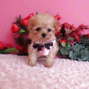 トイプードル(ティーカップ)【鹿児島県・男の子・2025年11月9日・アプリ】の写真「生後55日で393ℊマイクロからティーカップ予想」