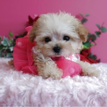 トイプードル(ティーカップ)【鹿児島県・女の子・2025年9月26日・クリーム】の写真「マイクロ予想の女の子　生後73日で334ℊです。」