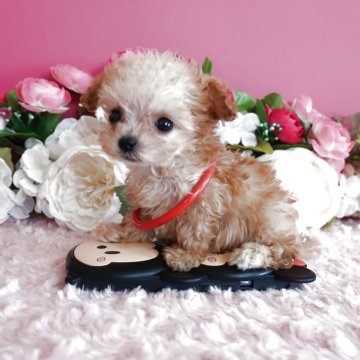 トイプードル(ティーカップ)【鹿児島県・女の子・2025年9月26日・アプリ】の写真「超マイクロティーカップ予想　生後73日で306ℊ」