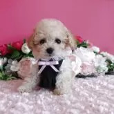 ティーカッププードル