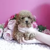 ティーカッププードル