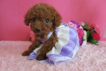 トイプードル(ティーカップ)【鹿児島県・女の子・2018年2月13日・レッド】の写真「ティーカップ予想の女の子」