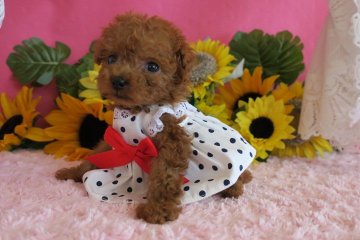 トイプードル(ティーカップ)【鹿児島県・女の子・2018年5月20日・レッド】の写真「整った顔立ちの美人ちゃん　マイクロティーカップ予想」